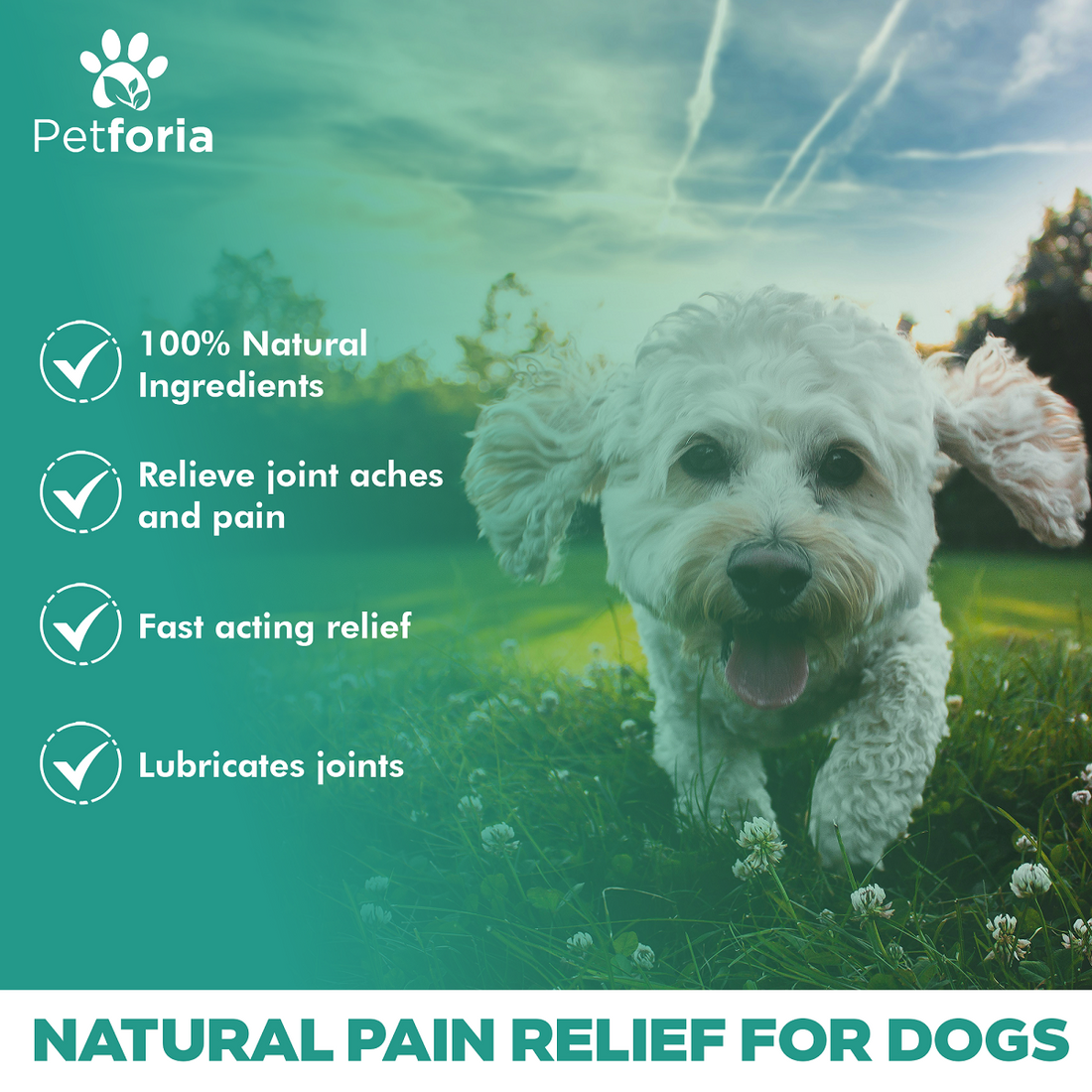 Dog Mobility Aid & Relief