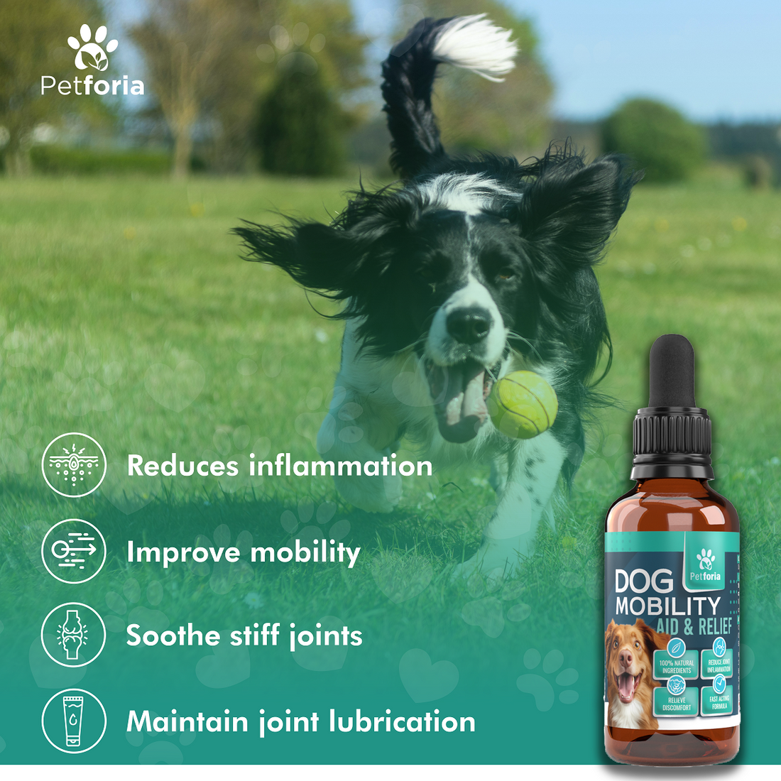 Dog Mobility Aid & Relief
